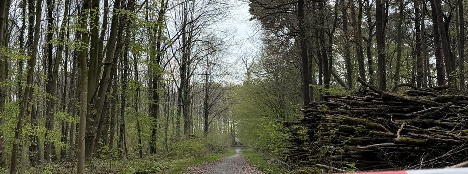 Akute Gefahr: Gemeinde sperrt „Kleine Putz“ wegen drohendem Baumsturz