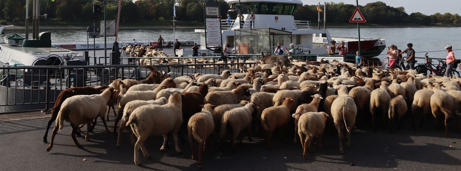 420 Naturschutz-Schafe setzen mit der Fähre über den Rhein