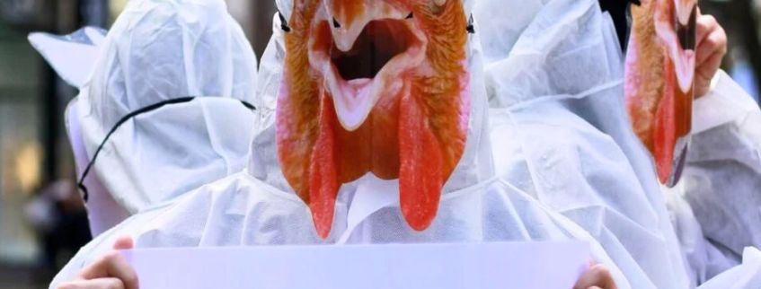 PETA plant Protest gegen Eierindustrie in Koblenz