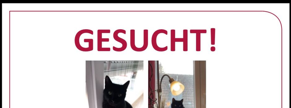 Kater entlaufen