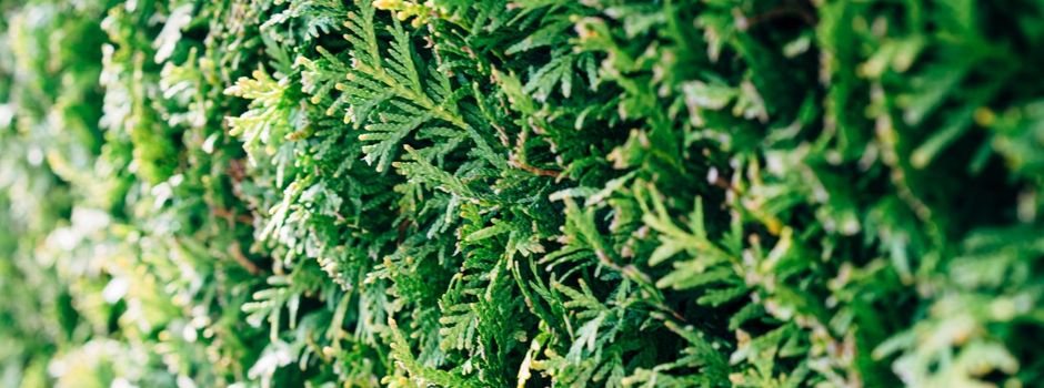 Streit um Heckenarbeiten: Nachbarinnen schlagen sich ins Gesicht