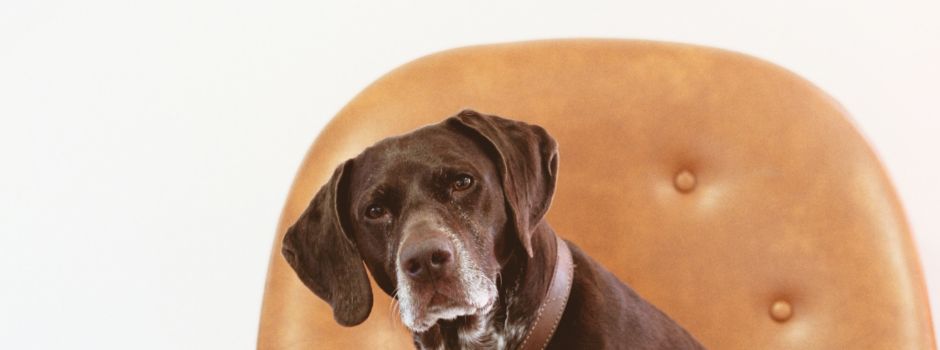 Einmal 9 Fragen an: eine Hundefriseurin