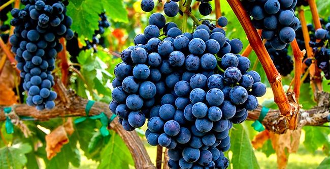 Hier wächst, was andere nicht wagen: Rheinhessens erster Tempranillo