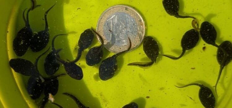 Amphibiengruppe berichtet: Neues im Weiher!