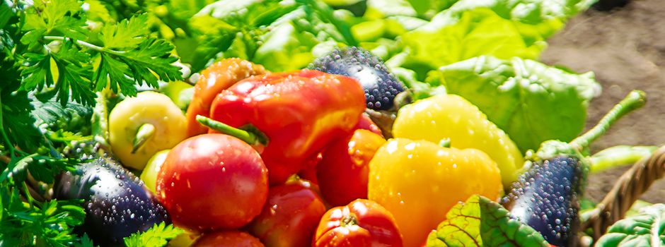 Selberernten und Genießen: Pirmasens wird zum Gemüsegarten