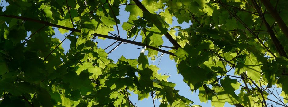 Vandalismus in Mainz: Bäume in Hechtsheim stark beschädigt
