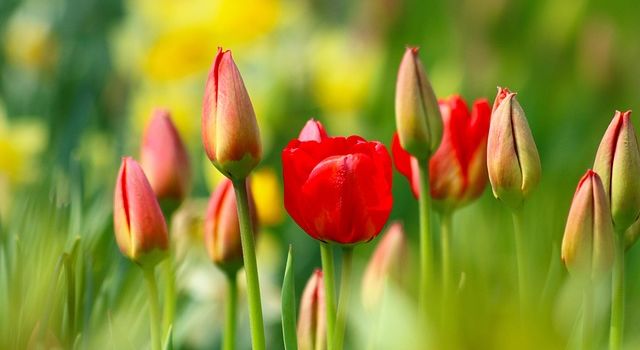Einpflanzen der gesammelten Blumenzwiebeln 🌷