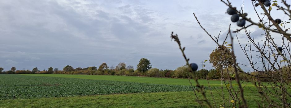 Knicks - schön anzusehen und wichtig für viele Tier- und Pflanzenarten