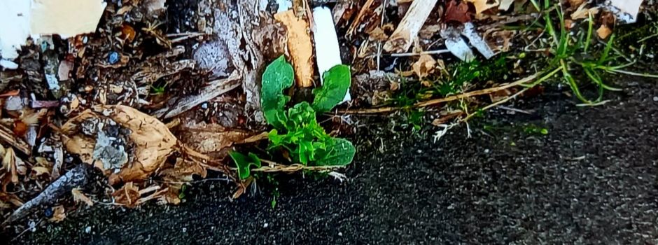 Verdreckte Haltestellen: Was Mainz gegen weggeworfene Zigaretten unternimmt