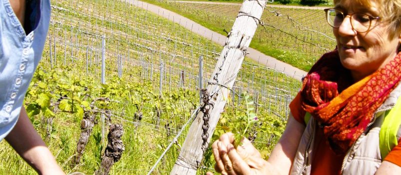 Natur und Genuss: Wein- und Kräuterwanderung am Roten Hang