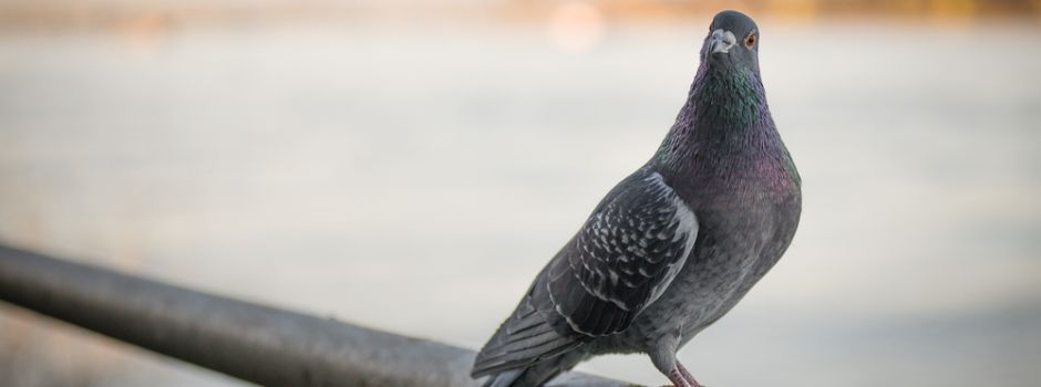 Mainzer Tierheim kritisiert Taubentötungen