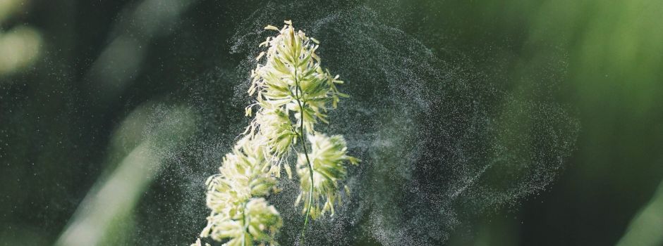 Augsburger Forscher erfinden KI für Allergiker