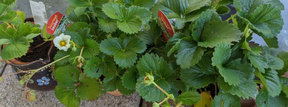 Tagespflege legt Naschgarten an