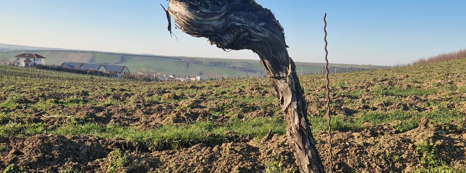 Kein Wein mehr vom Paterberg?