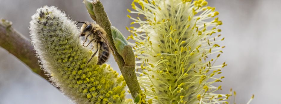 Insektengeschichten aus dem Garten