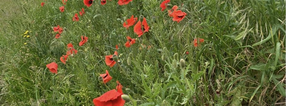 Dankeschön für ein gepflegtes Ortsbild in Grünow und Ollendorf