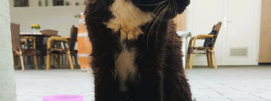 Katze zugelaufen