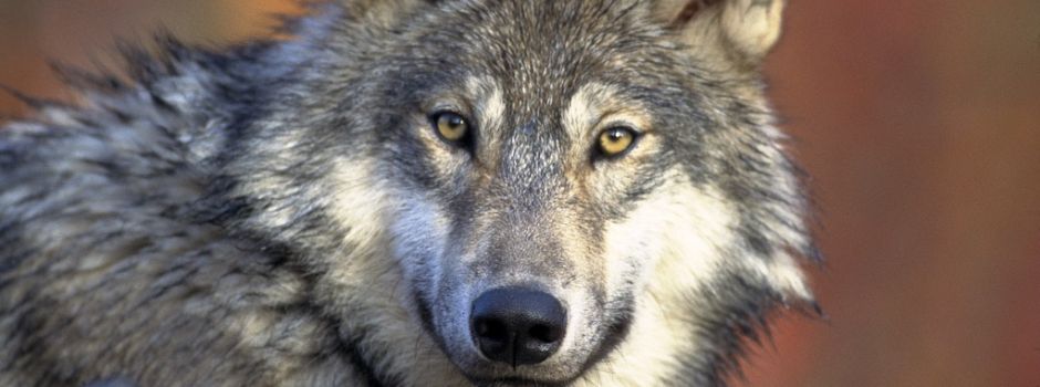 Der Wolf kommt langsam zurück in den Kreis Birkenfeld