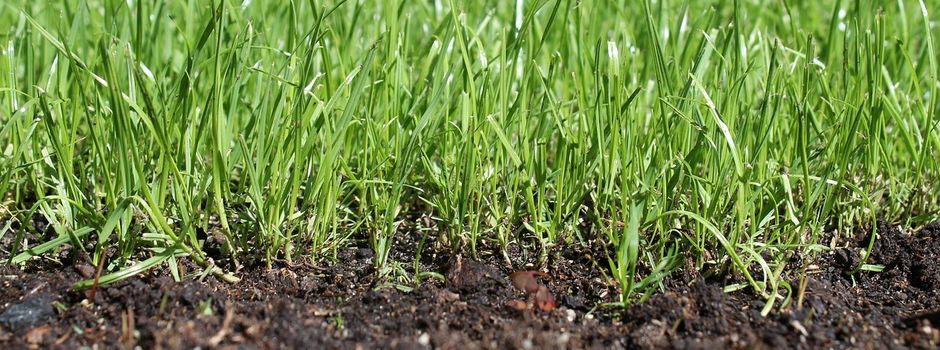 Mann findet Handgranate in seinem Garten in Eich