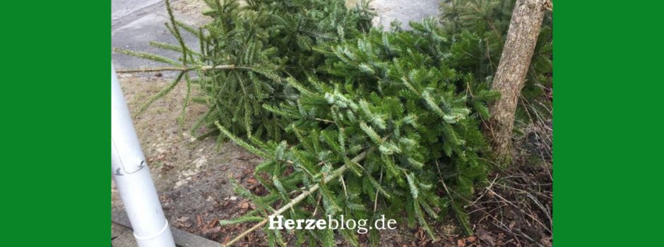 Wohin mit Eurem Weihnachtsbaum? Tannenbaumaktion 2025 in Herzebrock-Clarholz