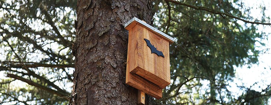 Baue deinen eigenen Fledermauskasten