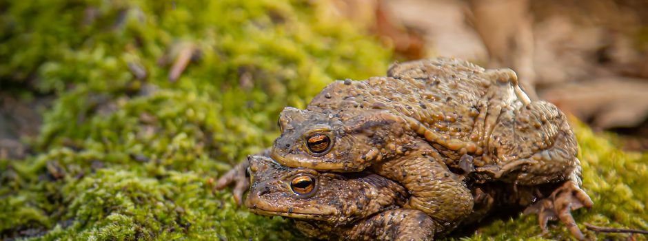 Die GNU sucht Unterstützung bei der Krötenrettung