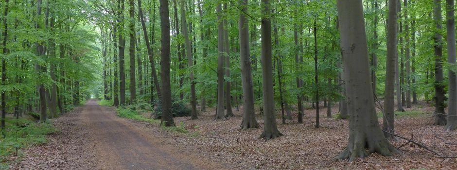 Auf Spurensuche: GNU lädt in die Klosterwälder ein