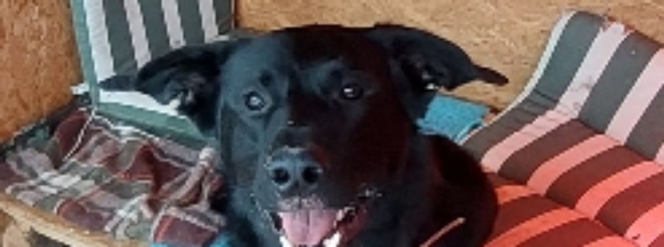 Fundhund im Gehlerter Wald