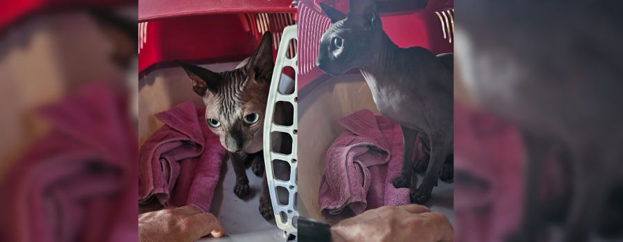 Feuerwehr Wiesbaden rettet Katze in Mainz-Kostheim