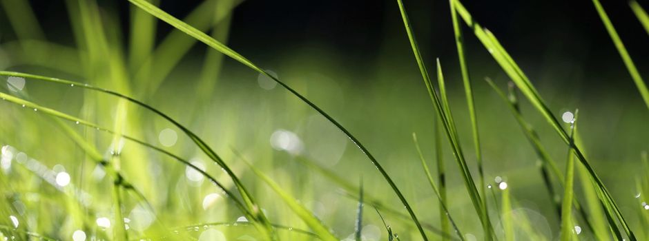 Teilfläche eines Grundstückes zu verpachten