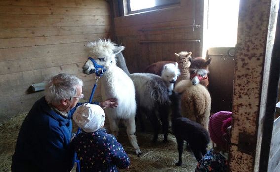 Die Kita Mündersbach besucht die Alpakas