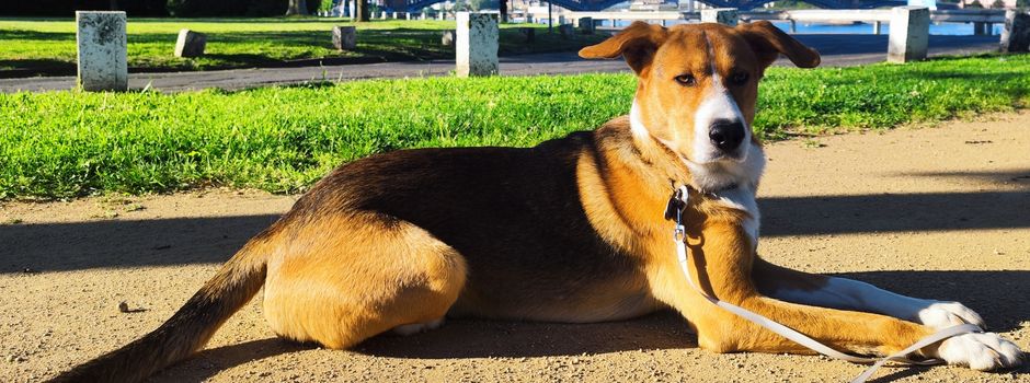 Das sind die schönsten Hunde aus Mainz