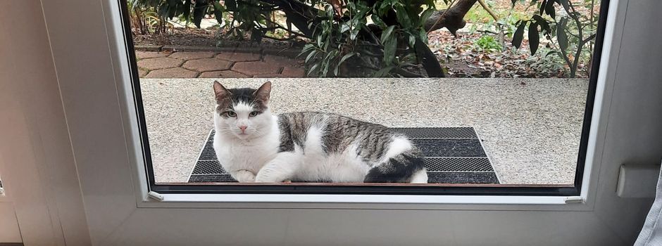 Wer vermisst diesen Kater?