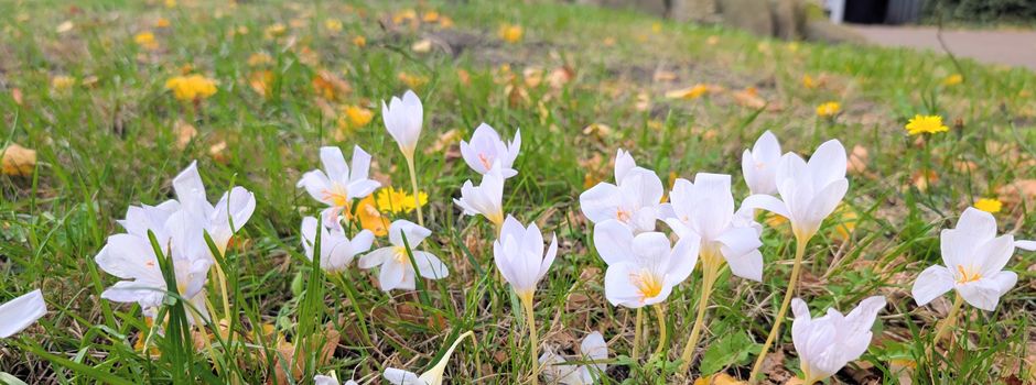 Klimawandel oder haben sich die Krokusse in der Jahreszeit geirrt?