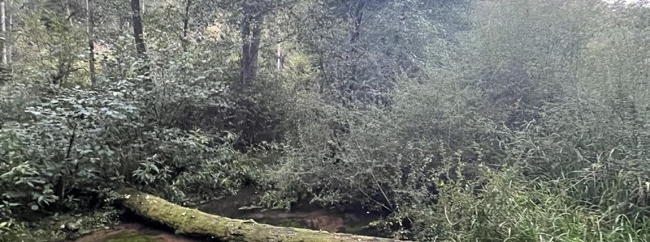 Die Frage kam auf, was mit dem Holz sei, dass über der Moosalb in der Gemarkung Schopp liegt. Kann man es als Brennholz benutzen, sollte es aus dem Bach entfernt werden?