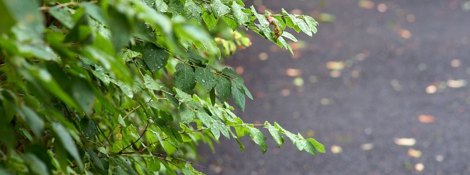 Sicherheit im Fokus: Pflanzen richtig pflegen