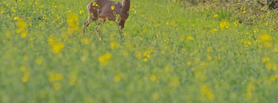 Rehessen der Jagdgenossenschaft Augsberg am 18. Oktober