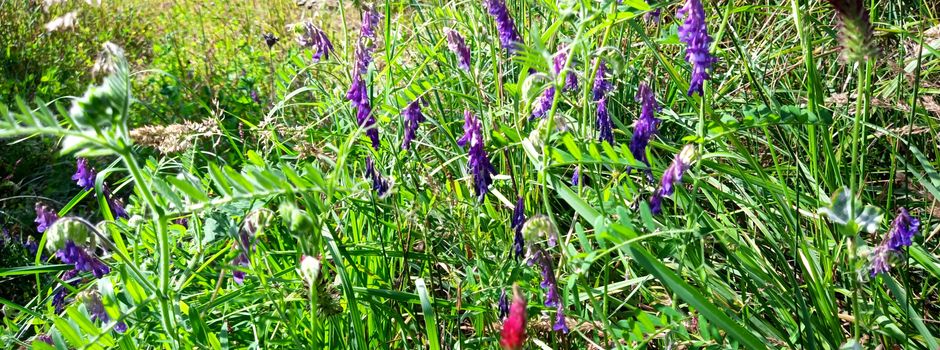 Blühflächen in Kahla – Lebensraum für Artenvielfalt