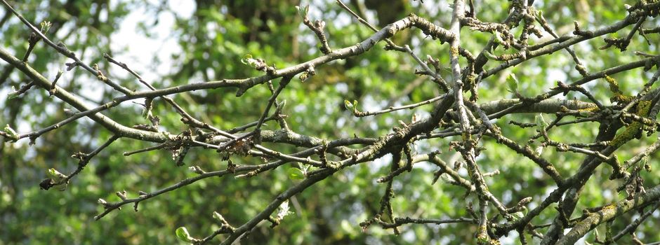 Obstbaumschnittkurs am 28.02.2026 🌳 