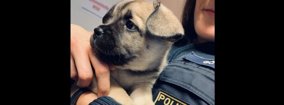 Verängstigt und unterkühlt: Ausgesetzte Hundewelpen gefunden
