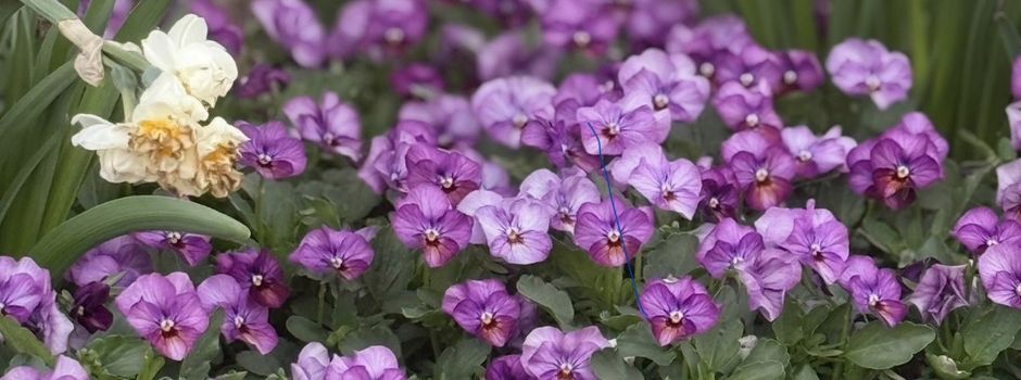 Ostergruß des Bürgermeisters