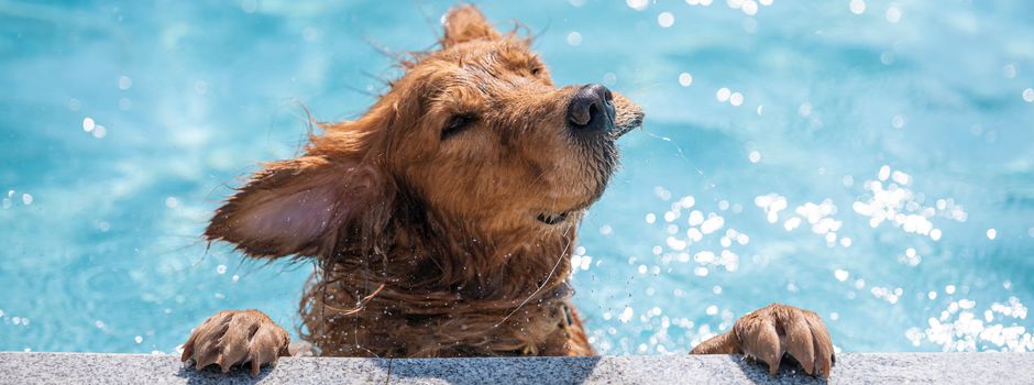 Erster Badetag für Hunde