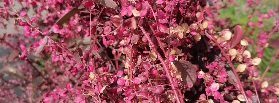 Altes Gemüse, immer wieder neu: Die Rote Gartenmelde