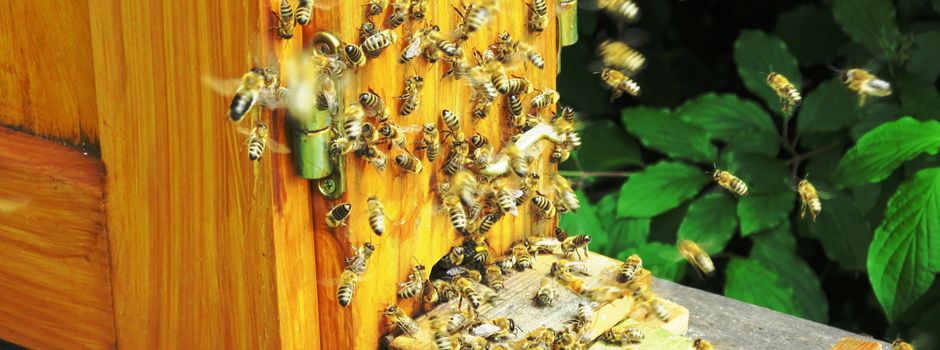 Ungeliebt aber nützlich – Tipps zum Umgang mit Wespen