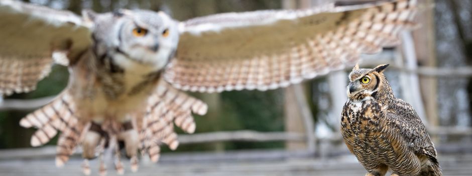 „Fluff Patrol“ in Aktion: Virginia-Uhus breiten ihre Schwingen aus