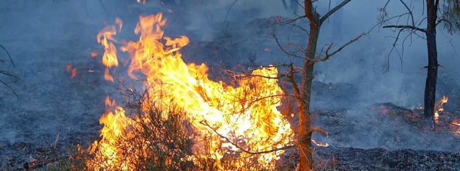 Waldbrandgefahr: Stadt Wiesbaden ergreift Schutzmaßnahmen