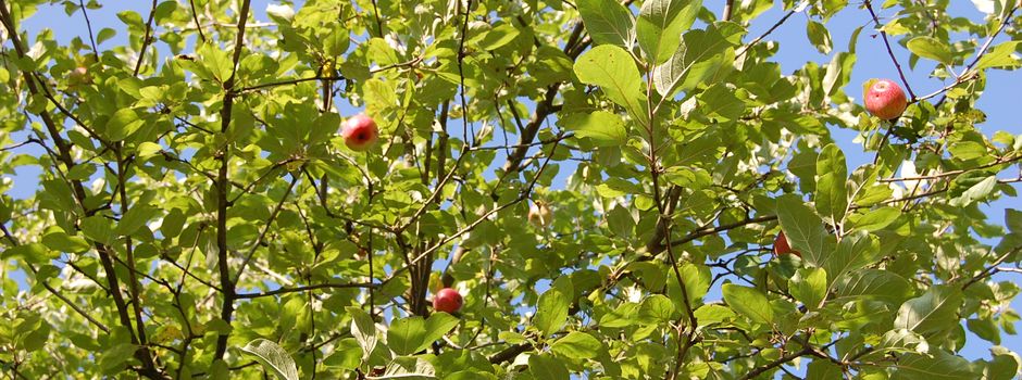 Äpfel, Birnen und Pflaumen: Obst von gemeindeeigenen Bäumen an den Straßen darf gepflückt werden