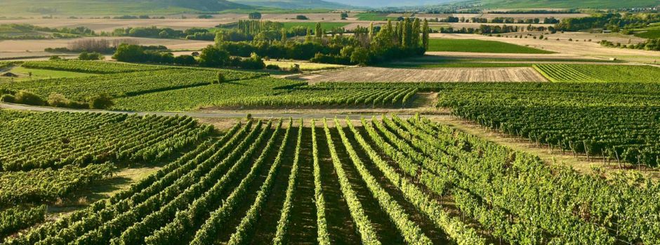 Schnupperwanderung auf der geplanten Hiwweltour Saulheim