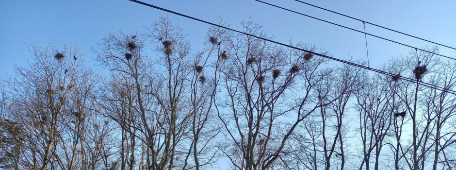 Krähen-Problem in Mainz: Anwohner genervt