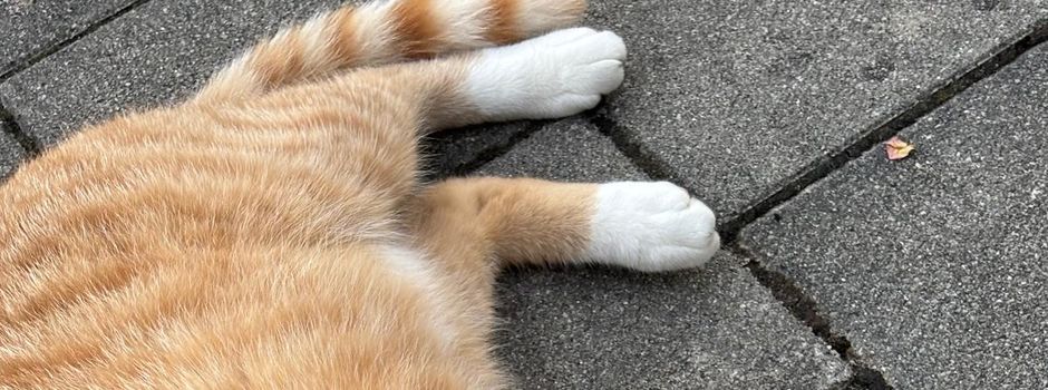 Fundkatze in Unterdietfurt in der Pfarrsiedlung zugelaufen